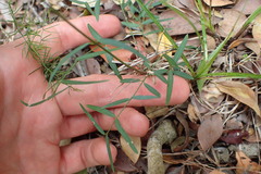 Secamone filiformis