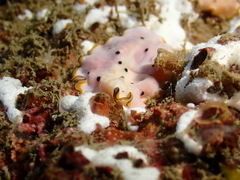 Pseudoceros nipponicus