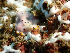 Pseudoceros nipponicus