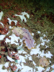 Pseudoceros nipponicus