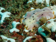 Pseudoceros nipponicus