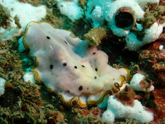 Pseudoceros nipponicus
