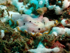 Pseudoceros nipponicus