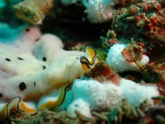 Pseudoceros nipponicus