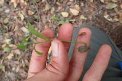 Senecio deltoideus
