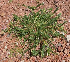 Astragalus bisulcatus