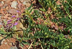 Astragalus bisulcatus