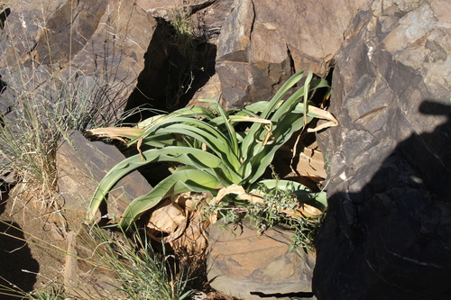 Crinum buphanoides image