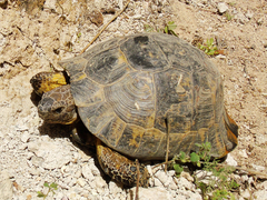 Testudo graeca
