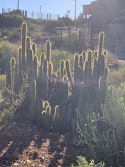 Trichocereus spachianus