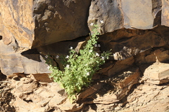 Jamesbrittenia primuliflora