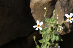 Jamesbrittenia primuliflora