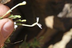Jamesbrittenia primuliflora