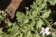 Jamesbrittenia primuliflora