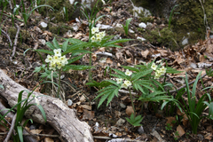Cardamine kitaibelii
