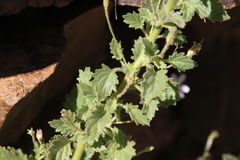 Jamesbrittenia primuliflora