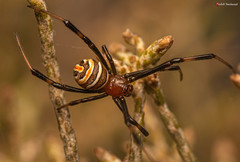 Latrodectus renivulvatus