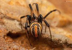 Latrodectus renivulvatus
