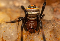 Latrodectus renivulvatus