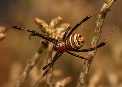 Latrodectus renivulvatus