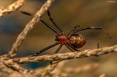 Latrodectus renivulvatus