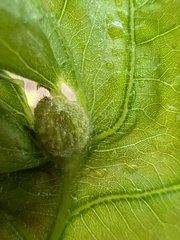 Dryocosmus quercusnotha