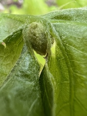 Dryocosmus quercusnotha