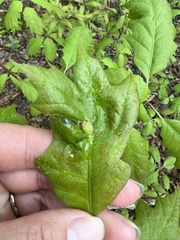 Dryocosmus quercusnotha