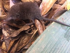 Myosorex varius