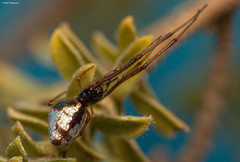 Argyrodes argyrodes