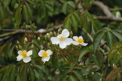 Rosa sambucina