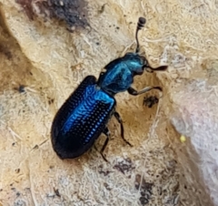 Necrobia violacea