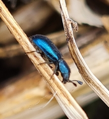 Necrobia violacea