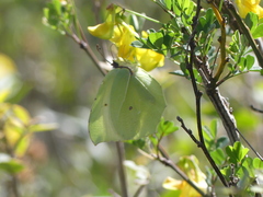 Gonepteryx cleopatra