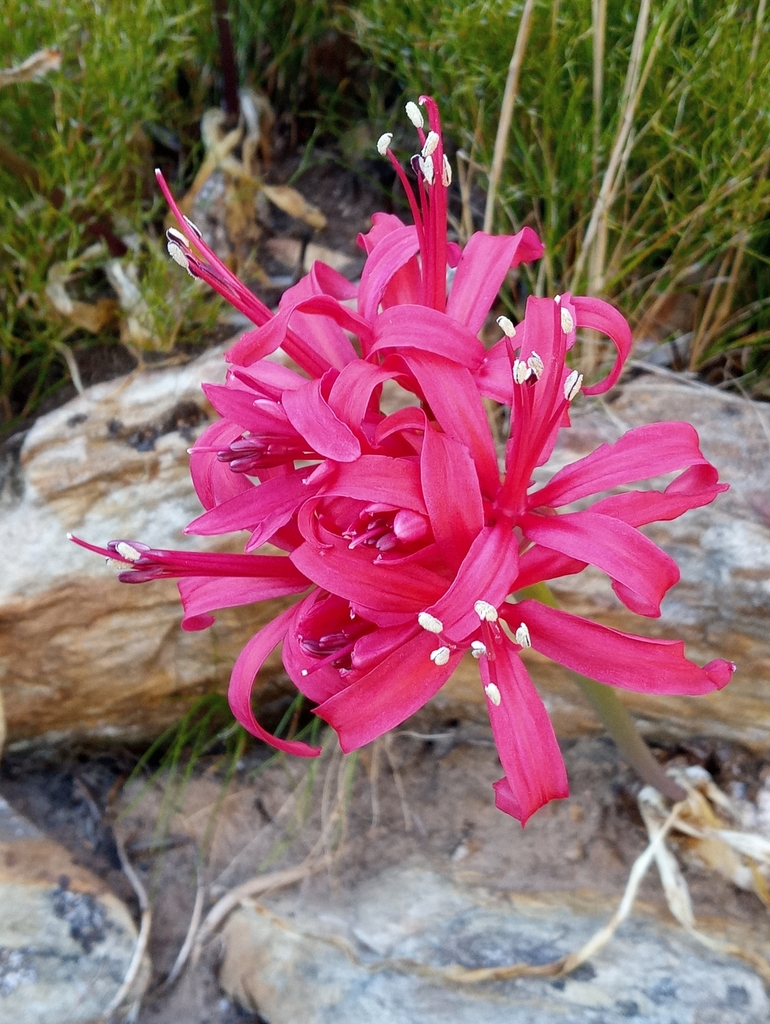 Guernsey Lily from Table Mountain (Nature Reserve), Cape Town, South ...