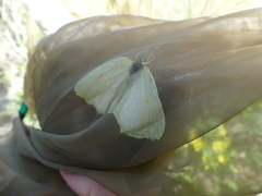 Gonepteryx cleopatra