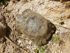 Testudo graeca