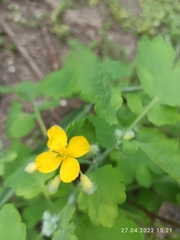 Chelidonium majus