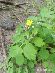 Chelidonium majus