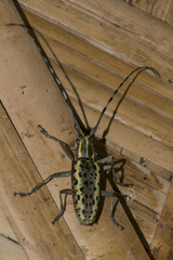 Epepeotes uncinatus