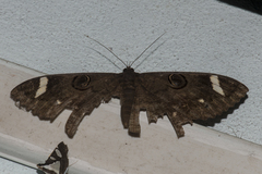 Erebus hieroglyphica