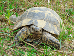 Testudo graeca