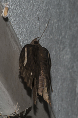 Erebus hieroglyphica