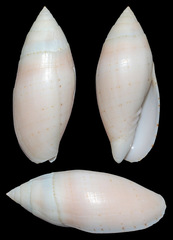 Pterygia nucea