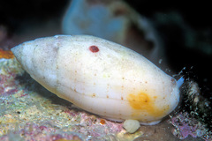 Pterygia nucea