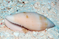 Pterygia nucea
