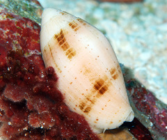 Pterygia nucea