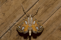 Malickyella lobophoralis