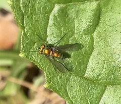 Condylostylus