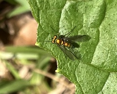 Condylostylus